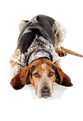 DOG 06 RK0206 03
English Coon Hound Laying With Head Down On White Seamless