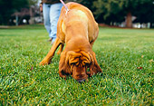 DOG 06 RK0214 02
Bloodhound On Leash Sniffing Grass With Owner At Park
