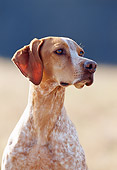 DOG 06 SS0001 01
Head Shot Of Pointer Sitting In Field