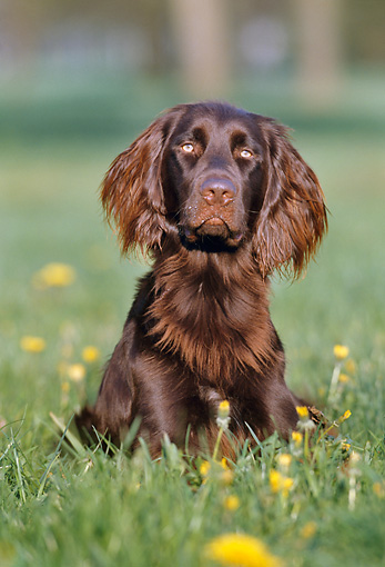 Pup 31 Ss0002 01 Two German Longhaired Pointer Puppies Sitting On Grass German Longhaired Pointer Pointer Puppies German Shepherd Dogs