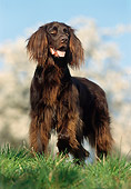 DOG 06 SS0009 01
German Longhaired Pointer Standing On Grass