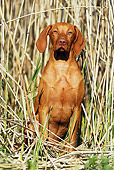 DOG 06 SS0010 01
Young Vizsla Sitting In Tall Grass