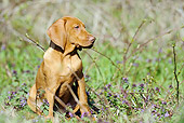 DOG 06 SS0013 01
Young Viszla Sitting In Meadow