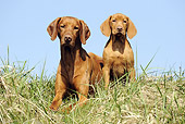 DOG 06 SS0014 01
Young Viszla And Adult Viszla Sitting In Meadow