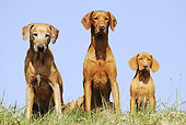 DOG 06 SS0015 01
Young Viszla, Adult Viszla And Rhodesian Ridgeback Sitting In Meadow