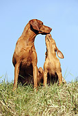DOG 06 SS0016 01
Young Viszla And Adult Viszla Sitting In Meadow