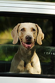 DOG 06 SS0017 01
Head Shot Of Weimaraner Sticking Head Out Of Car Window