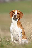 DOG 06 SS0018 01
Beagle Sitting In Meadow
