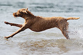 DOG 06 SS0022 01
Vizsla Running Through Water Profile