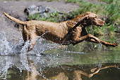 DOG 06 SS0023 01
Vizsla Running Through Water Profile