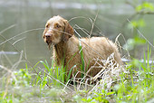 DOG 06 SS0025 01
Vizsla Standing In Water