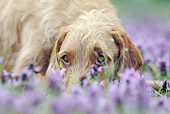 DOG 06 SS0027 01
Close-Up Of Vizsla Laying In Meadow With Purple Flowers