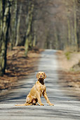 DOG 06 SS0028 01
Vizsla Sitting On Path In Forest