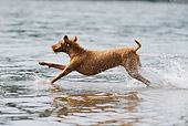 DOG 06 SS0029 01
Vizsla Running Through Water Profile
