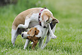 DOG 06 SS0030 01
Two Beagles Fighting On Grass