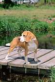 DOG 06 CE0002 01
Beagle Standing On Dock By Water Trees Blue Sky