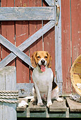 DOG 06 CE0003 01
Beagle Standing On Dock By Red Boathouse