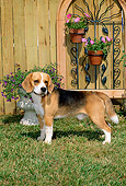 DOG 06 CE0004 01
Beagle Standing On Grass Flowers Planters Trellis Wall