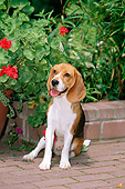 DOG 06 CE0010 01
Beagle Sitting On Brick Patio By Red Flowers
