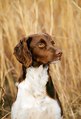 DOG 06 CE0012 01
Shoulder Shot Of Brittany Sitting In Reeds