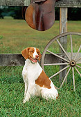 DOG 06 CE0015 01
Brittany Sitting In Field By Fence And Wagon Wheel
