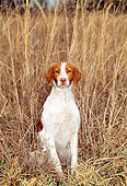 DOG 06 CE0017 01
Brittany Sitting By Reeds
