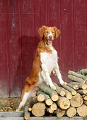 DOG 06 CE0019 01
Brittany Standing On Woodpile By Red Barn