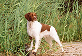 DOG 06 CE0020 01
Brittany Standing On Sand By Tall Grass