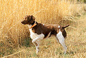 DOG 06 CE0021 01
Brittany On Point In Field
