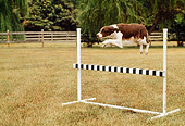 DOG 06 CE0022 01
Brittany Leaping Over High Jump In Field