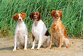 DOG 06 CE0025 01
Three Brittanies Sitting On Sand By Tall Grass