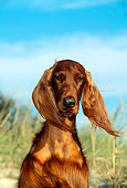 DOG 06 CE0026 01
Shoulder Shot Of Irish Setter Sitting On Beach Blue Sky