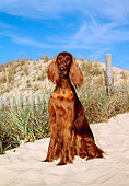 DOG 06 CE0027 01
Irish Setter Sitting On Beach Blue Sky