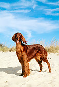 DOG 06 CE0028 01
Irish Setter Standing On Beach Blue Sky