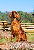 DOG 06 CE0029 01
Irish Setter Standing On Log By Fence Trees Blue Sky