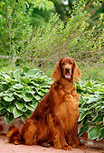 DOG 06 CE0030 01
Irish Setter Sitting On Brick Patio By Plants