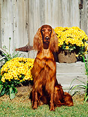 DOG 06 CE0032 01
Irish Setter Sitting On Grass By Yellow Flowers And Barn