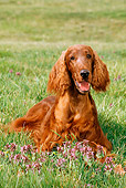DOG 06 CE0035 01
Irish Setter Laying On Grass