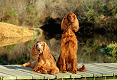 DOG 06 CE0036 01
Two Irish Setters Laying On Dock By Pond