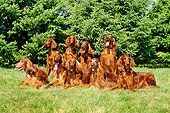 DOG 06 CE0037 01
Nine Irish Setters Laying On Grass By Trees