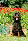 DOG 06 CE0038 01
Gordon Setter Puppy Sitting By Reeds Lake