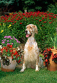 DOG 06 CE0039 01
English Setter Sitting In On Grass By Flowers