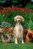 DOG 06 CE0040 01
English Setter Sitting In On Grass By Flowers