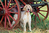 DOG 06 CE0041 01
English Setter Standing In Field Under Wagon