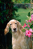 DOG 06 CE0042 01
Shoulder Shot Of English Setter Standing By Pink Flowers