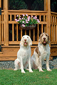 DOG 06 CE0044 01
Two Spinone Italianos Sitting On Grass By Gazebo And Flowers