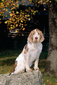 DOG 06 CE0047 01
Spinone Italiano Sitting On Tree Stump By Autumn Tree