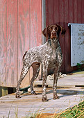 DOG 06 CE0048 01
German Shorthaired Pointer Standing On Dock By Boathouse