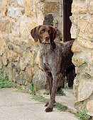 DOG 06 CE0049 01
German Shorthaired Pointer Standing In Doorway Of Stone Building