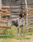 DOG 06 CE0050 01
German Shorthaired Pointer Standing At Fence Gateway By Building